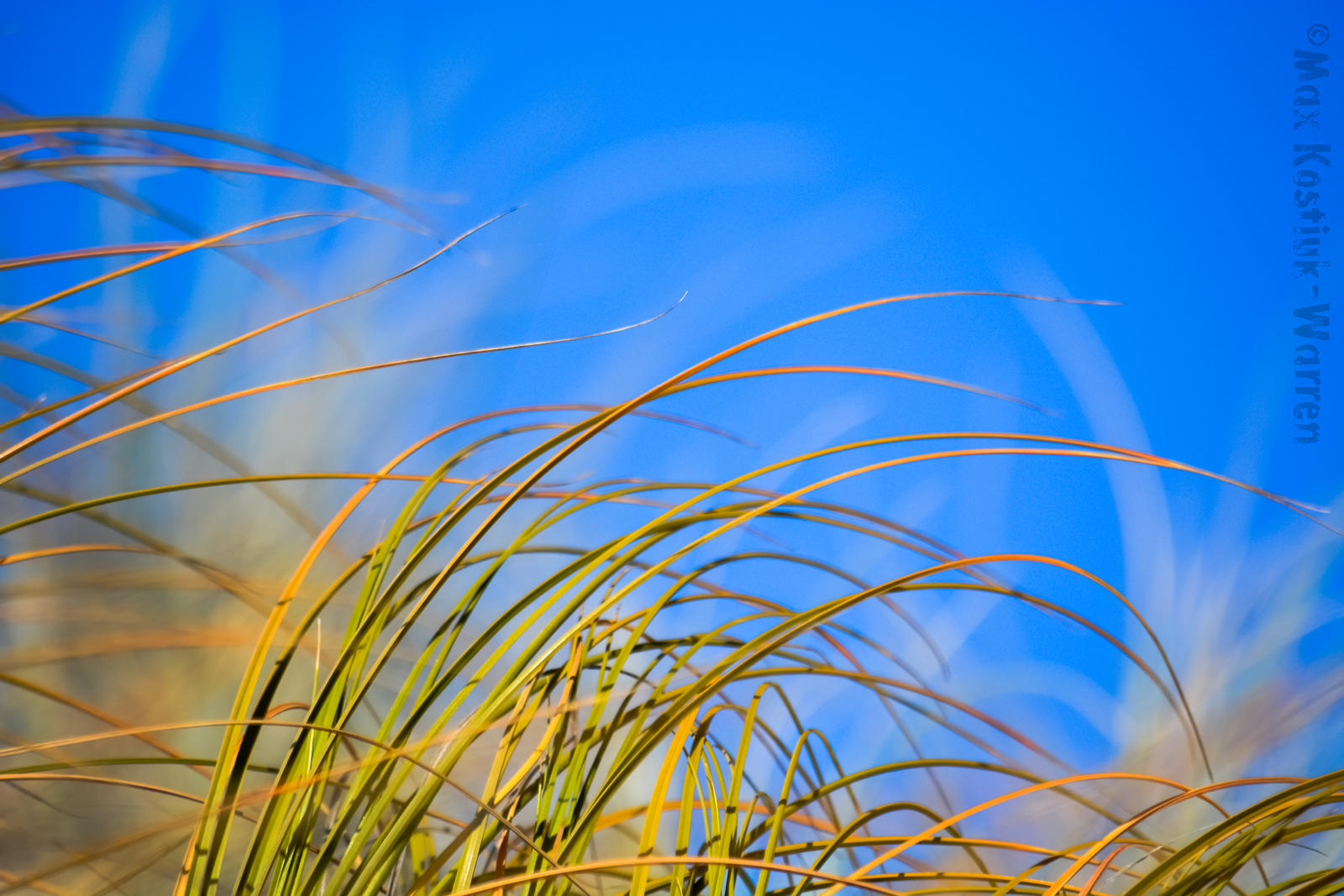 Beach Grass 4