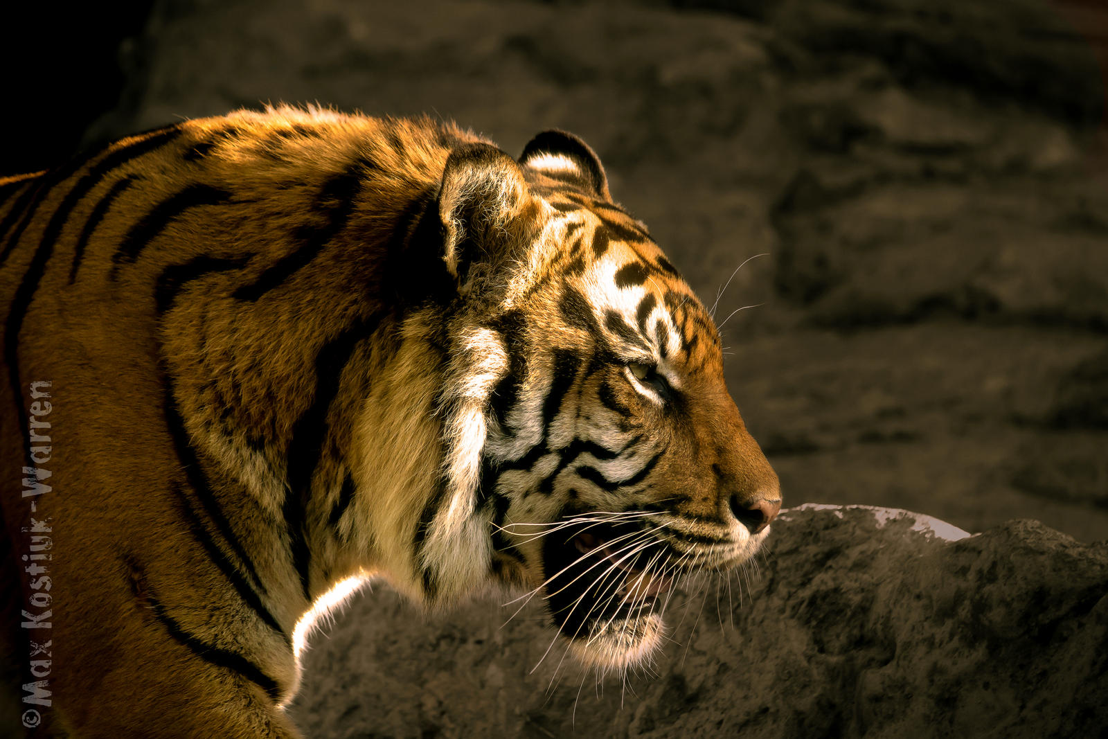 Sumatran Tiger