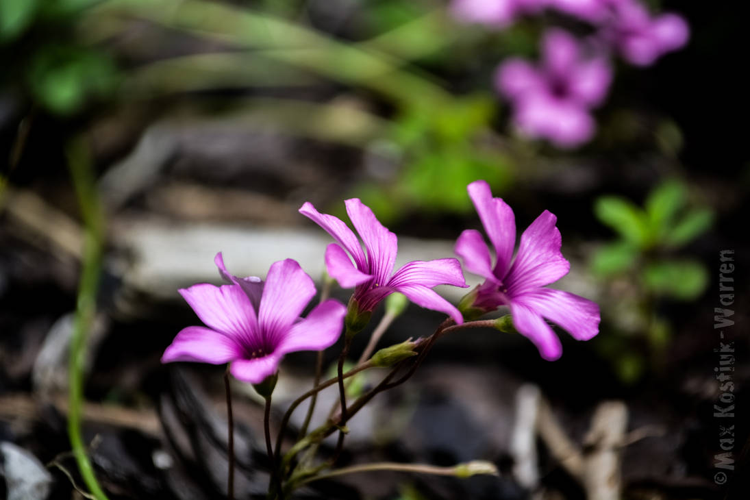 Spring Beauty by MaxK-W