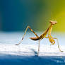 Praying Mantis