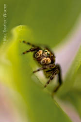 Jumpy Spider