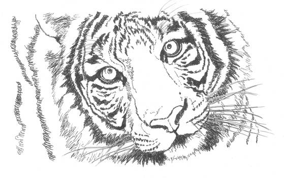 Tiger - Sketch