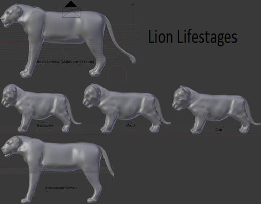 Lion Lifestages