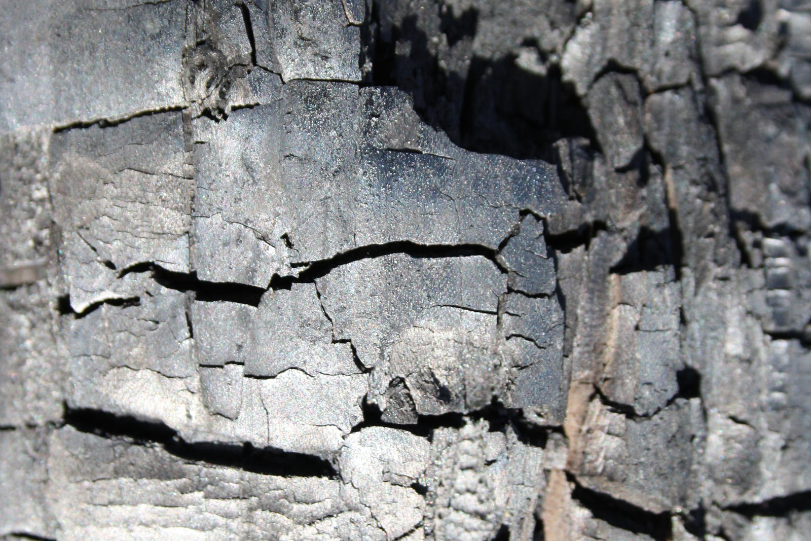 Texture: Burnt Wood