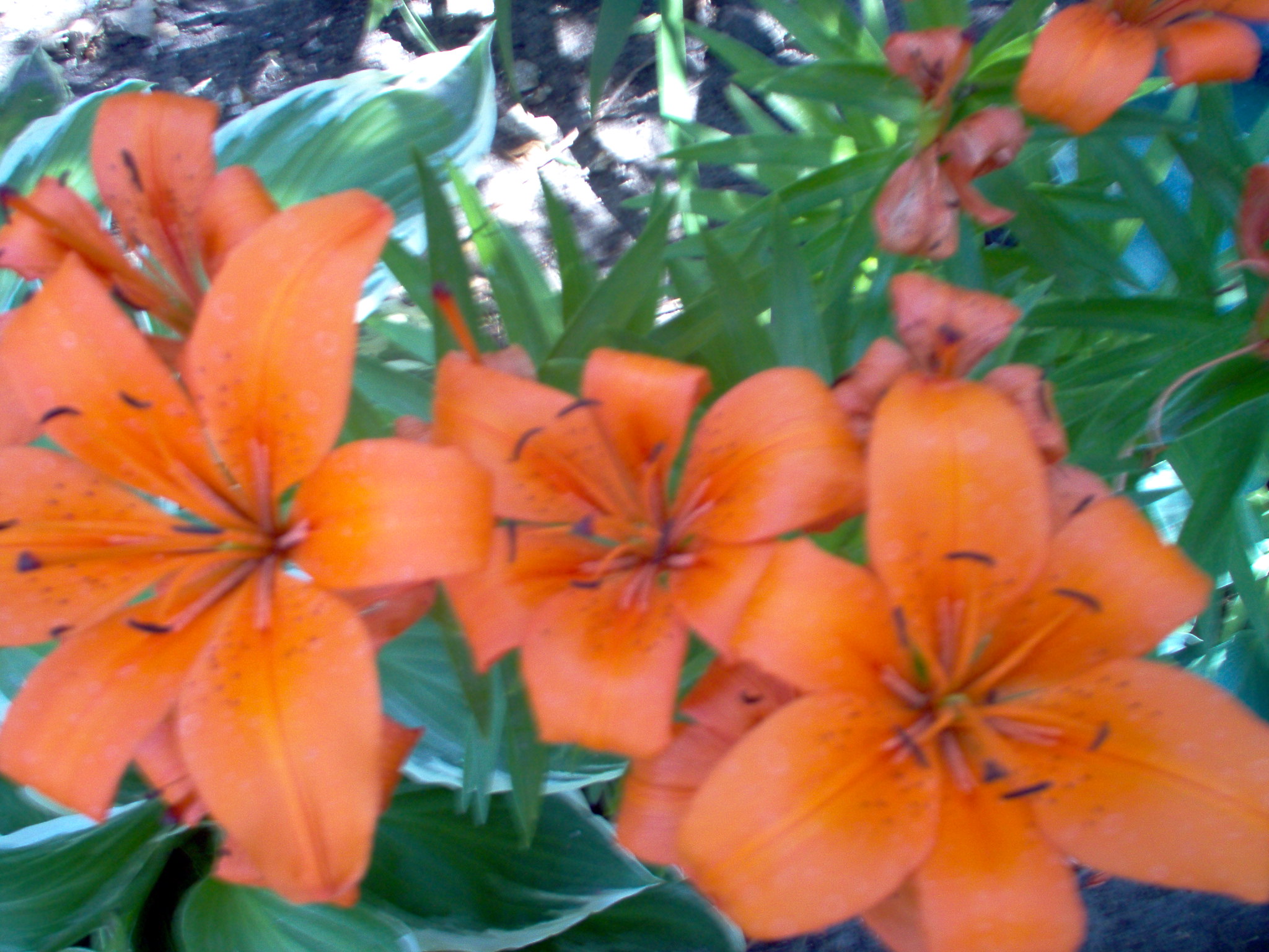 Orange Lilies