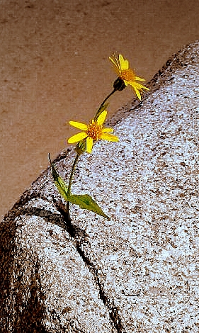 rock flower?