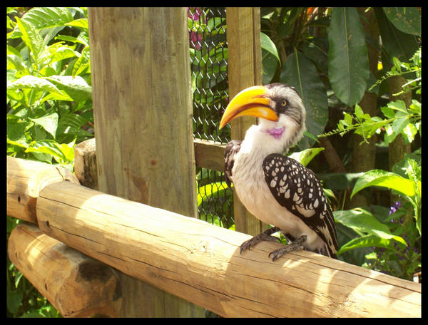 Hornbill