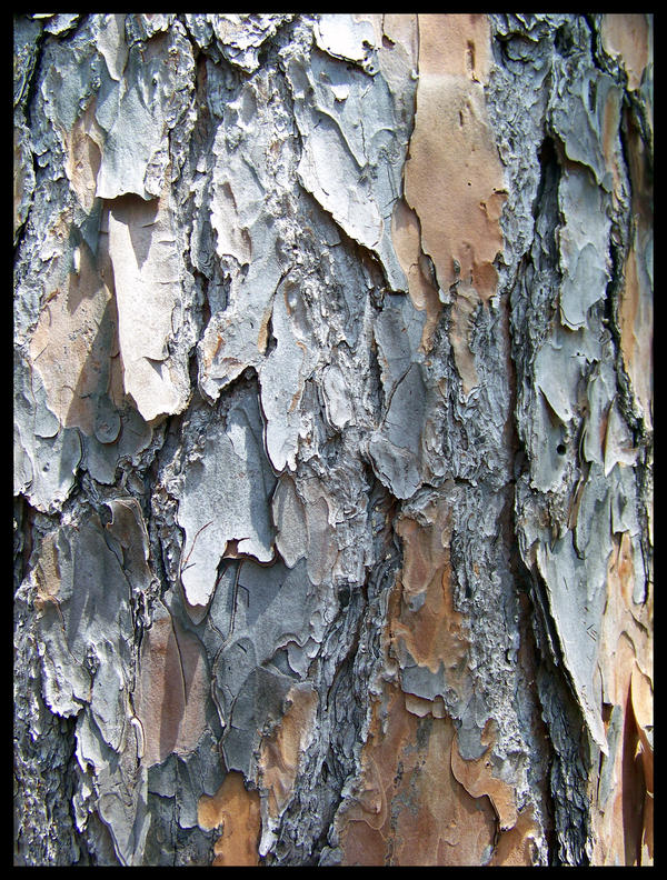 Pine Bark