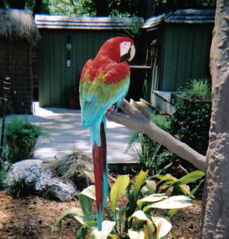 Macaw