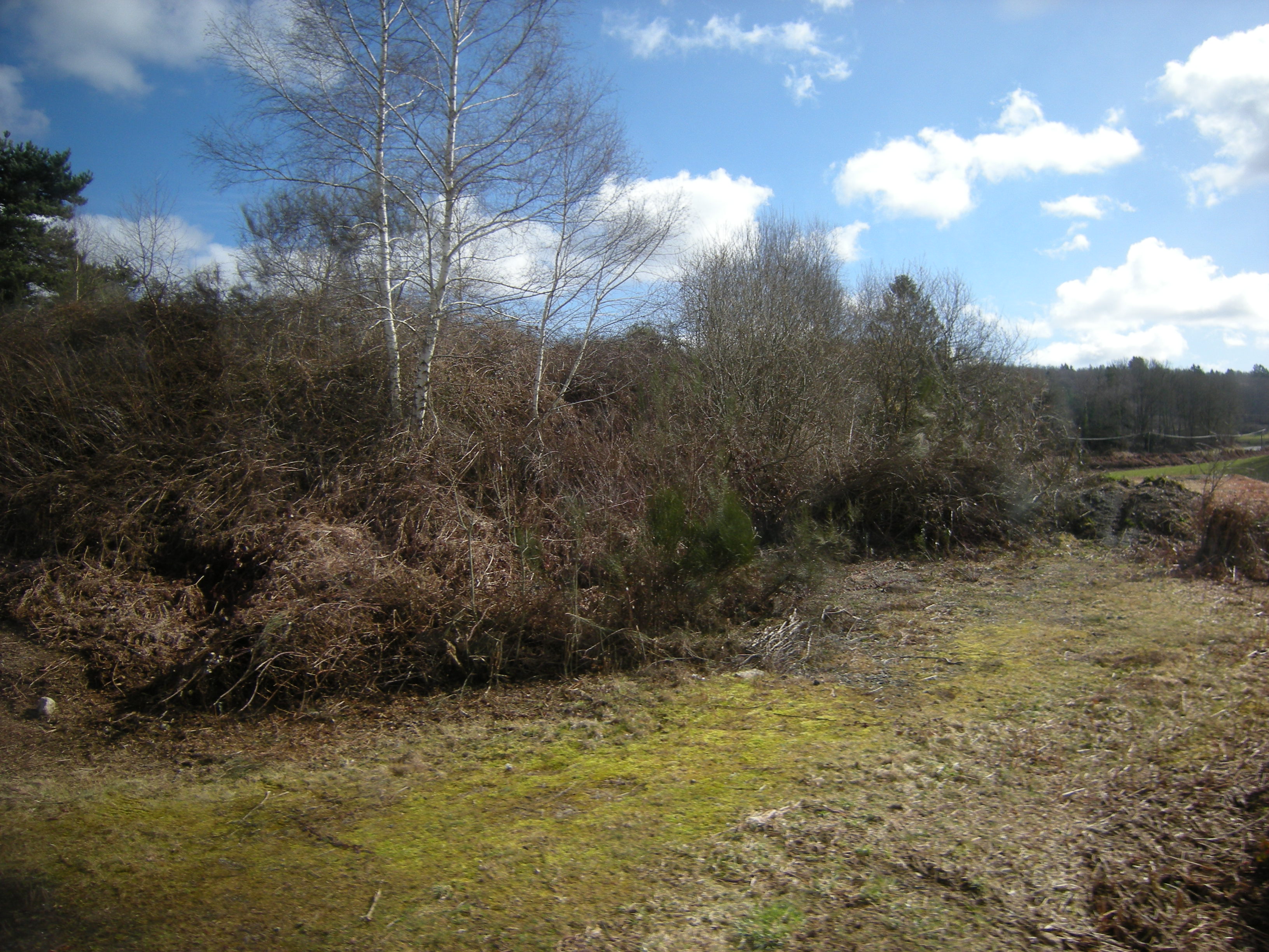 Chateau Neuf Du Forret Forrest