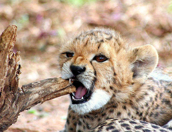 Cheetah Cub