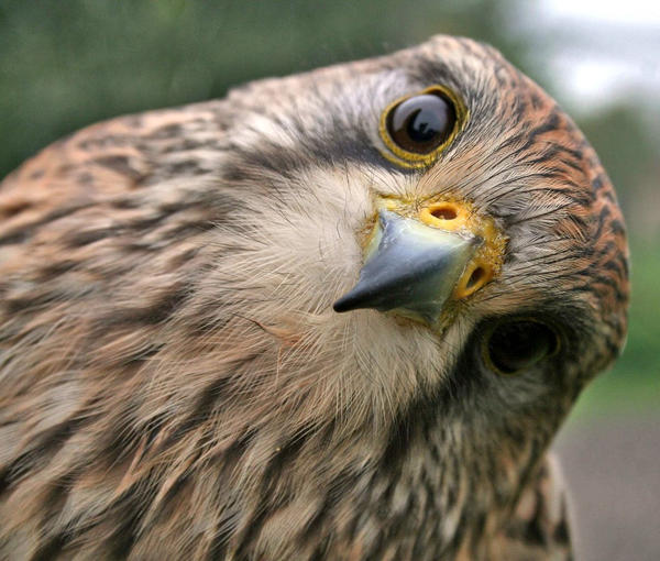 Curious Kestrel