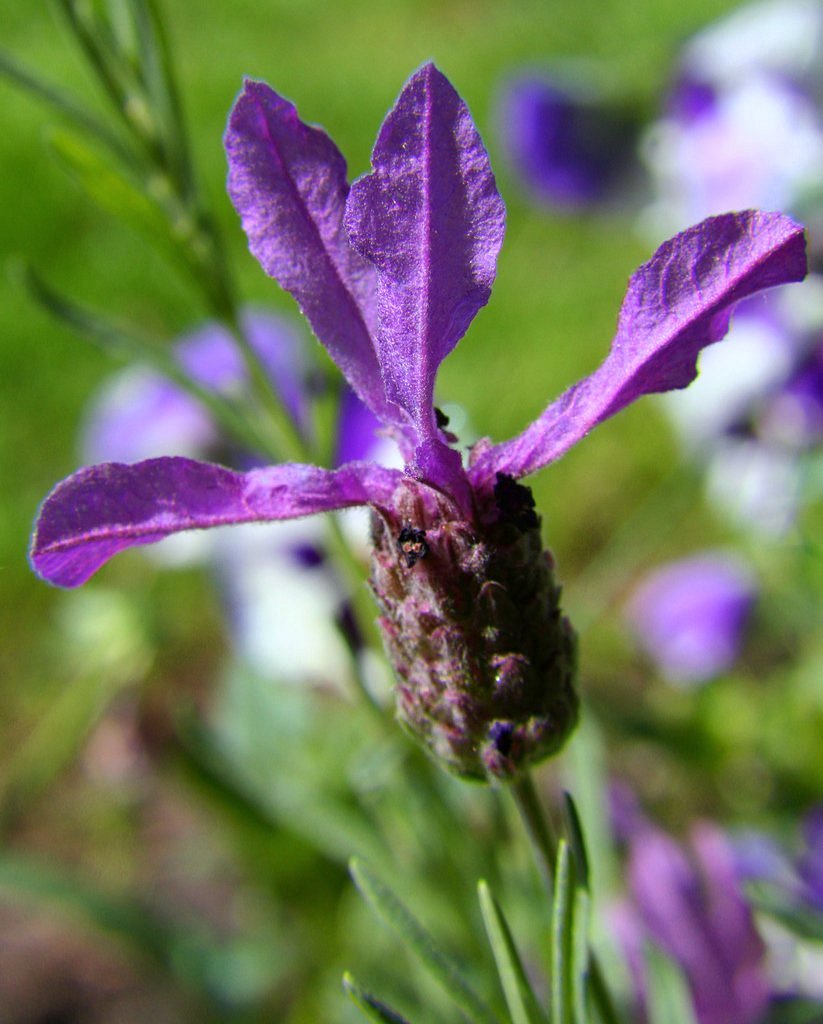 Lavender