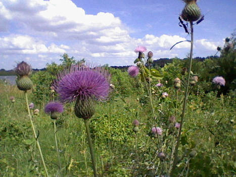 Thistle?