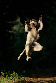 Kung fu Sifaka