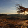 Star burst Shepherds tree