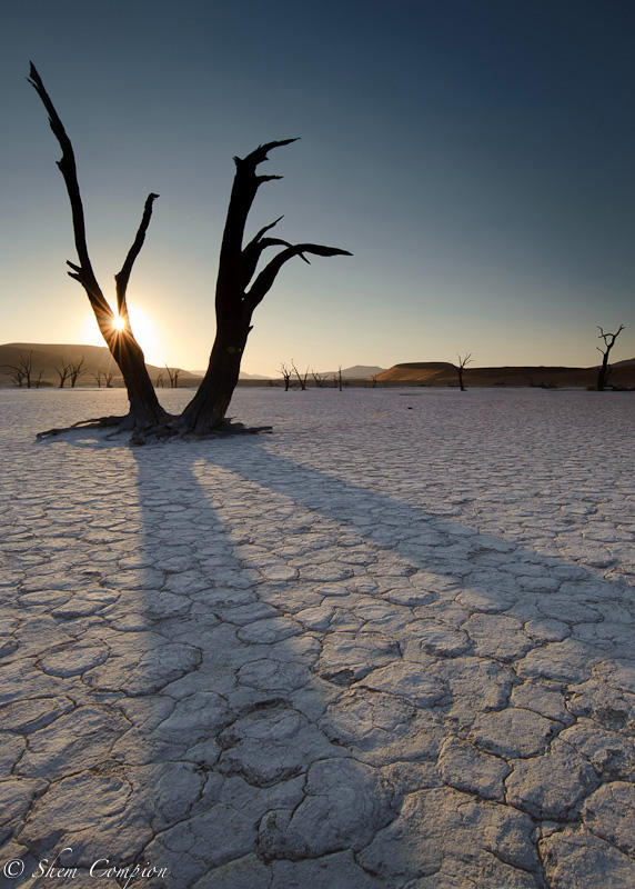 Dead Tree Shadows Dead tree shadows by Shem-inja on DeviantArt
