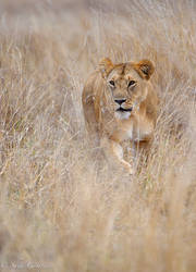 Death in the long grass