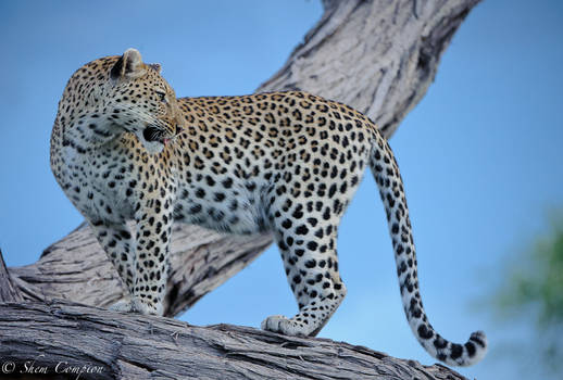 Leopard hunting