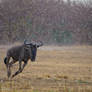 Its raining wildebeest