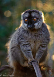 Backlit Lemur