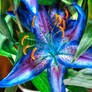 Blue Flower