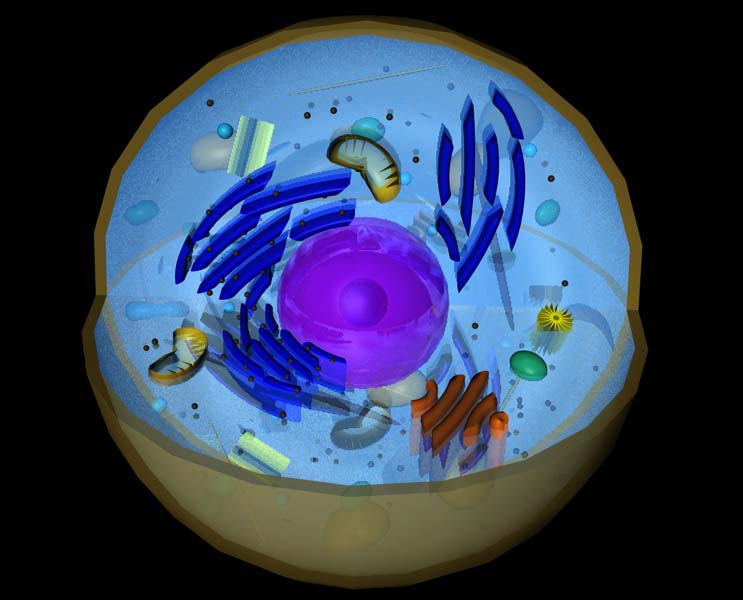 animal cell 3d