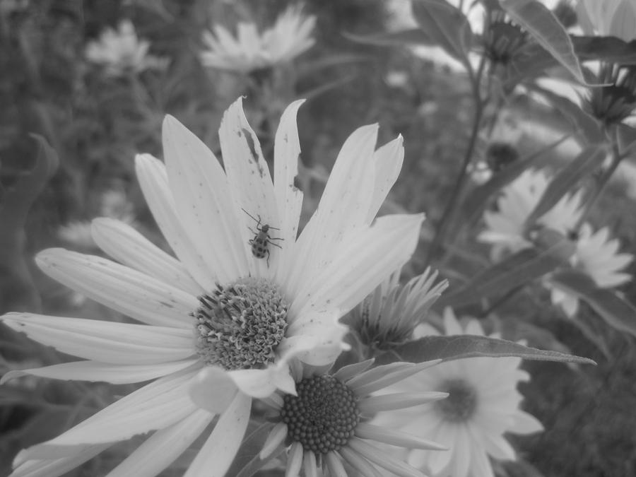 Bug On Flower