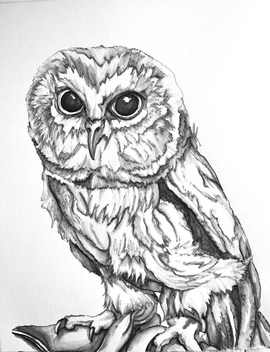 Owl