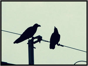 Ravens