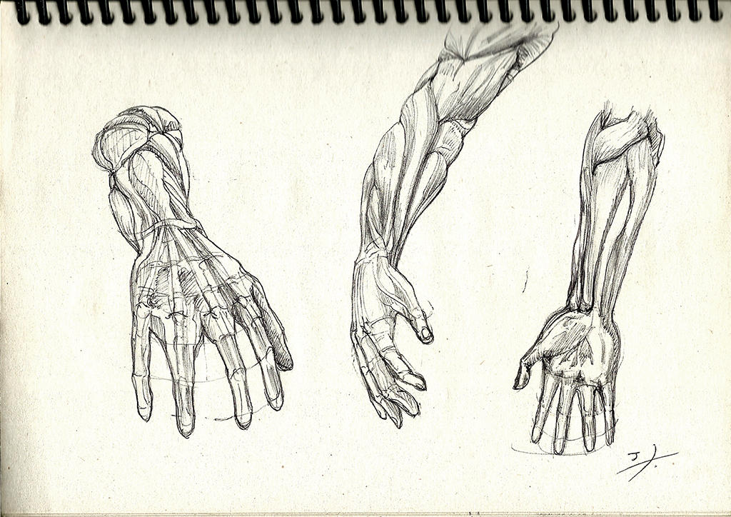 Forearm Sketch By Taveraart On Deviantart Forearm Sketch By Taveraart On Deviantart