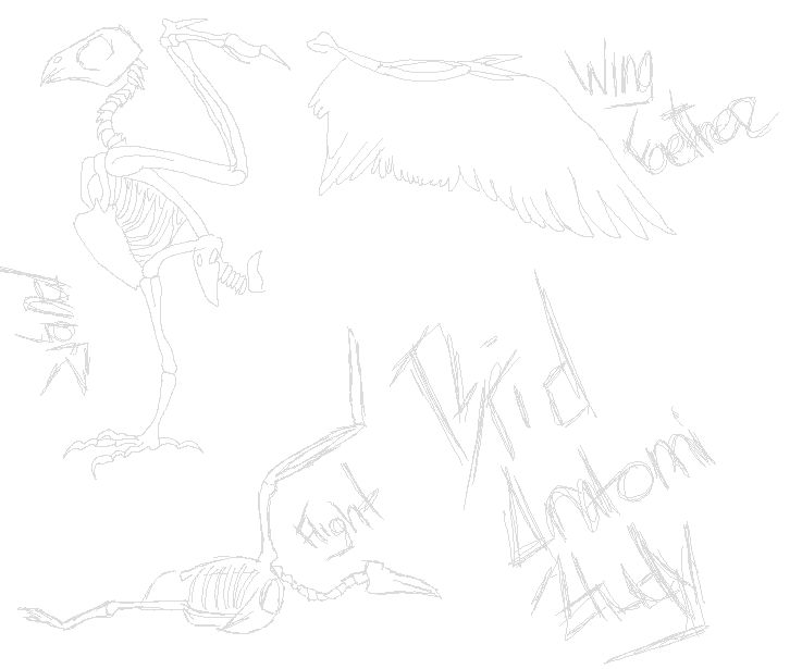 Bird Anatomy Study By Misshikari On Deviantart Bird Anatomy Study By Misshikari On Deviantart