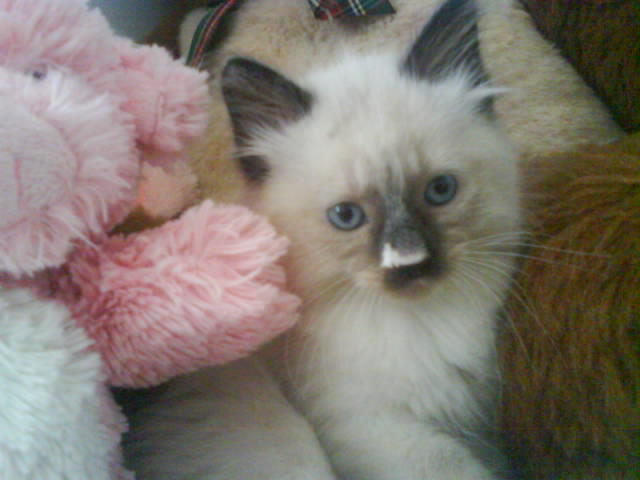 Mr. Ripper by TreksInSpace on DeviantArt