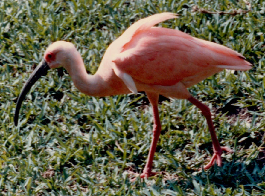 Ping Ibis how pink was my ibis by VibraJet on DeviantArt
