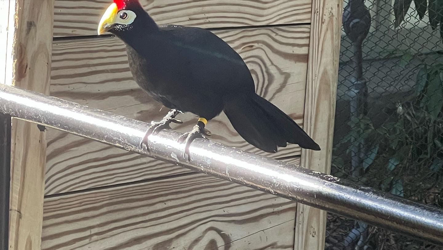 Busch Garden Birds Part 5 By AngelGachaArt On DeviantArt busch-garden-birds-part-5-by-angelgachaart-on-deviantart