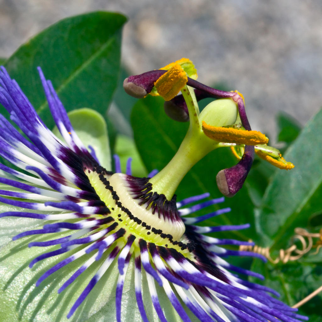 Passion flower