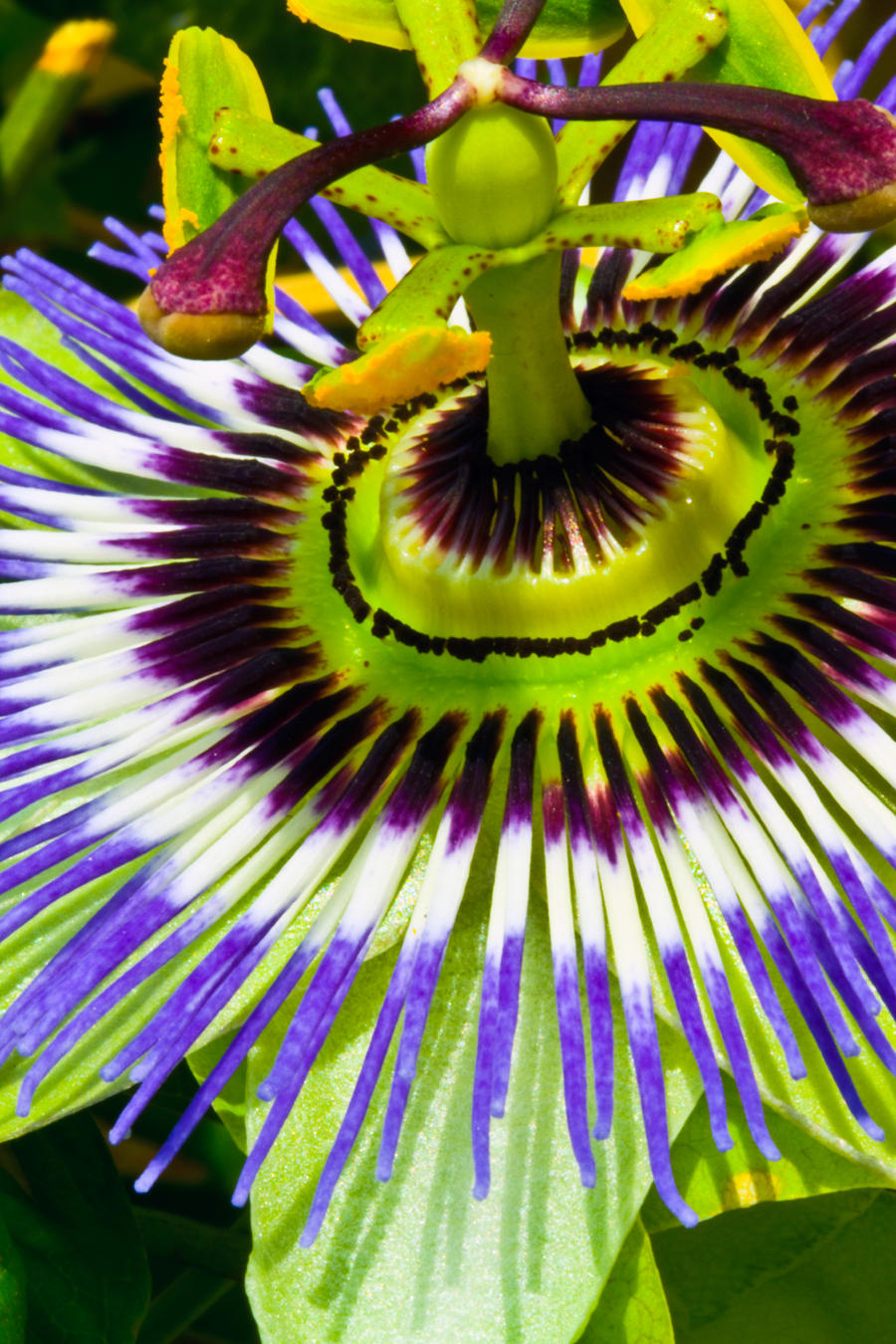 Passion flower 2 by haakenson-stock