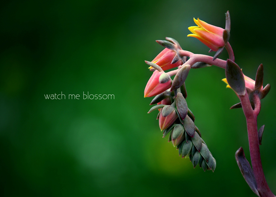 Watch me blossom