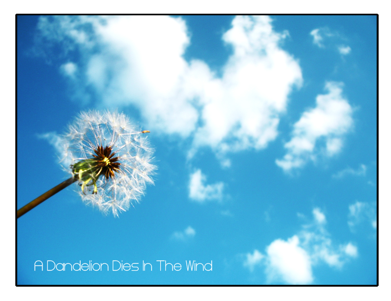 A Dandelion Dies In The Wind