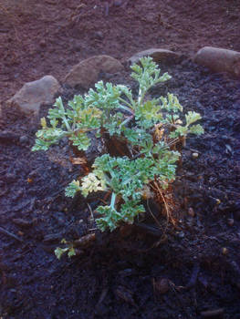 Wormwood Sprout