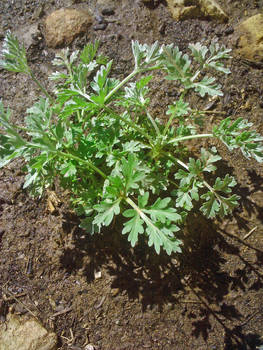 Absinthium Wormwood