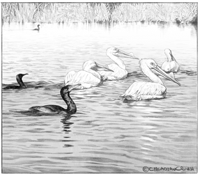 Pelicans and Cormorants