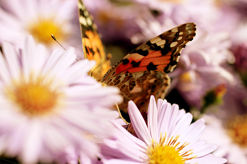 behind a flower