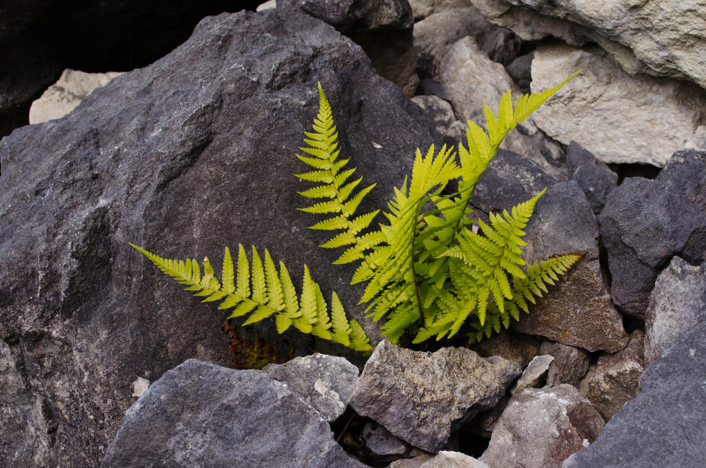 Life in rocks by Alciono on DeviantArt