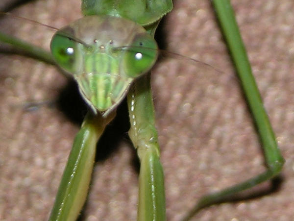 Mantis 1