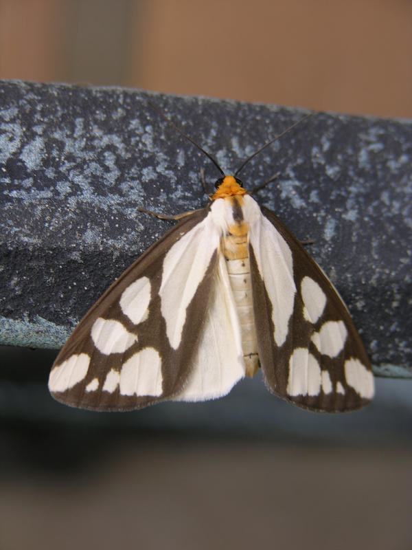 Moth 404 Moth 4 by BeiHuiNing on DeviantArt