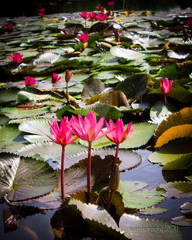 Flower of Waterlily