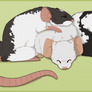 Ratty cuddles