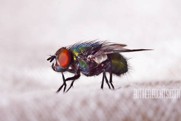 Calliphoridae #006