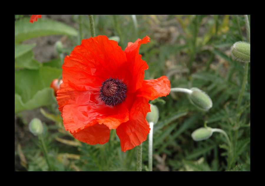 Gradens: Poppy